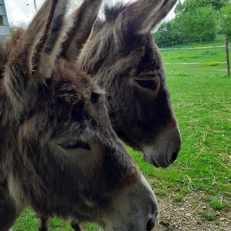 Gite Aux Anes Avec Spa Menetou-Ratel Exteriör bild