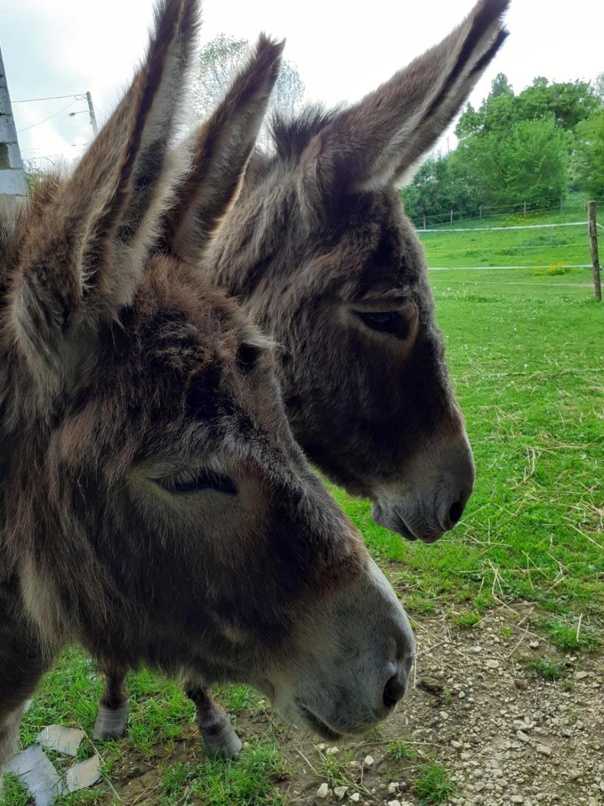 Gite Aux Anes Avec Spa Menetou-Ratel Exteriör bild