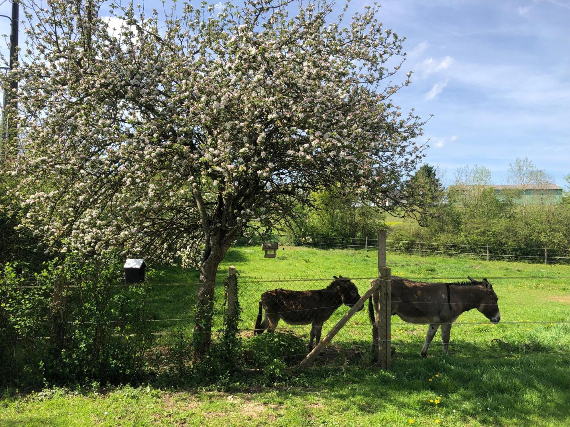 Gite Aux Anes Avec Spa Menetou-Ratel Exteriör bild