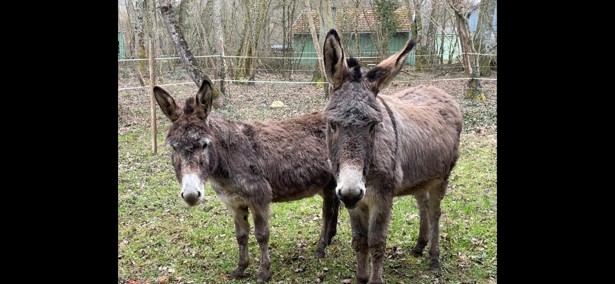 Gite Aux Anes Avec Spa Menetou-Ratel Exteriör bild